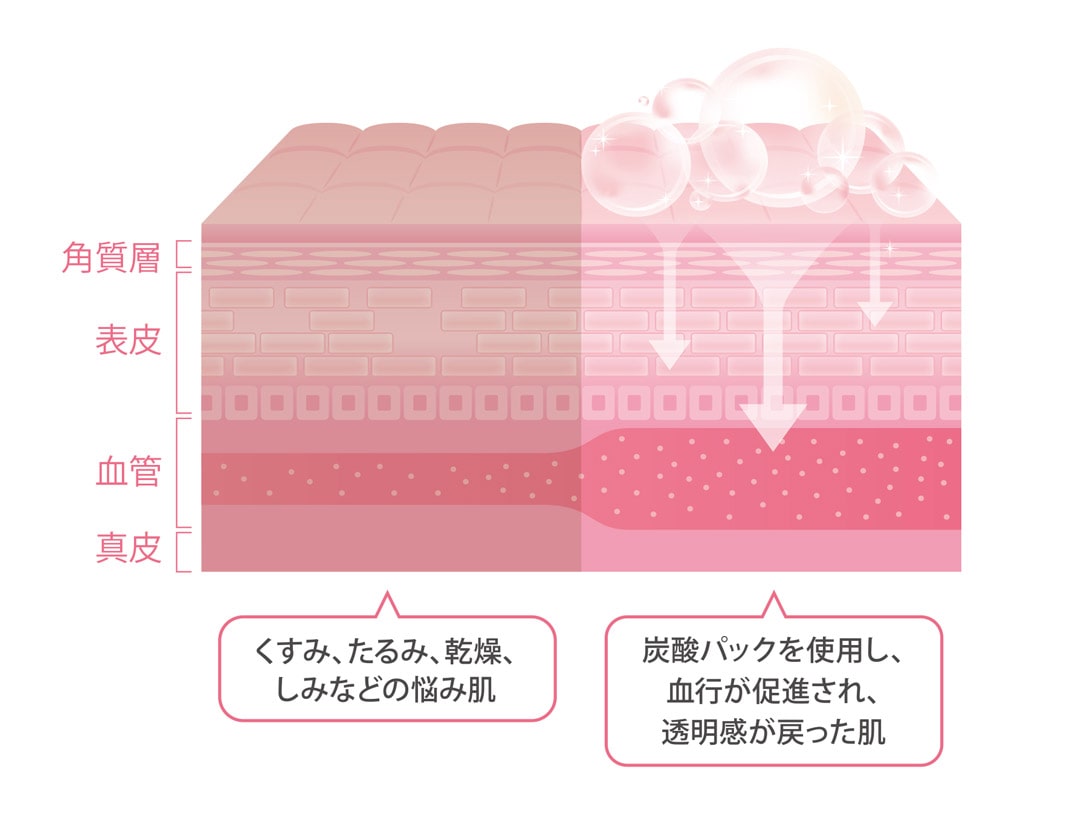 肌の構造